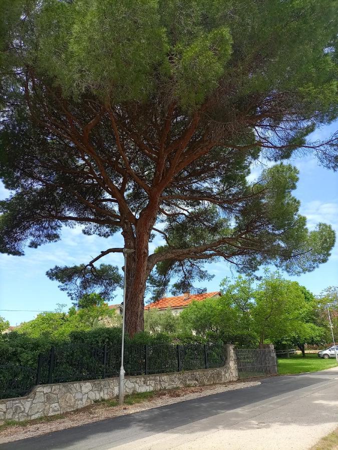 Apartments Ingrid Novigrad  Bagian luar foto